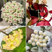 پک های 8عددی گیاهچه هویا