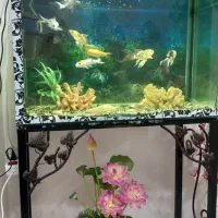 آکواریوم ۷۰ سانتی