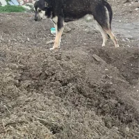 سگ برای نگهبانی