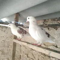 کبوتر پرشی