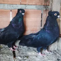 کبوتر زاغ جوجه کاکل|پرنده|قائم‌شهر, |دیوار