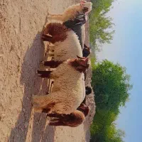 بره نر وماده