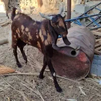 پازن تکاوری