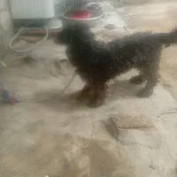 سگ پاکوتاه نژاد شیتزو