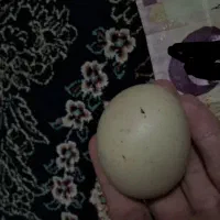 سنگ آسیاب الماس «اصل»|کلکسیون اشیاء عتیقه|همدان, |دیوار