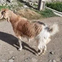 بز چاق قصابی