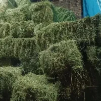 یونجه پر گل کوتاه بدون چوب