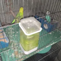 مرغ عشق بالغ|پرنده|شیراز, کوشک میدان|دیوار