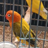 طوطی برزیلی به شرط مولد|پرنده|اهواز, نادری|دیوار