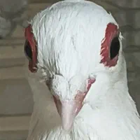 کبوتر طوقی لوتی|پرنده|تبریز, |دیوار