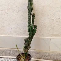 افوربیا صخره ای/کاکتوس صخره ای|گل و گیاه طبیعی|رشت, دیانتی|دیوار