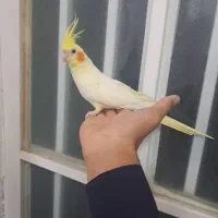 عروس هلندی لیتینو