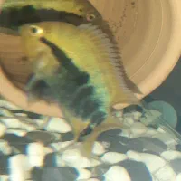 ماهی آکواریوم براش افرا مولد جفت|ماهی|شیراز, فرودگاه شهید دستغیب شیراز|دیوار