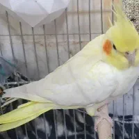 عروس هلندی نر