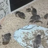 جوجه بوقلمون|حیوانات مزرعه|دزفول, |دیوار