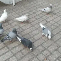 کبوتر|پرنده|گرگان, |دیوار