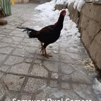 دوعددخروس لاری فقط معاوضه بامرغ رسمی