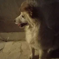 سگ معاوضه با کفتر