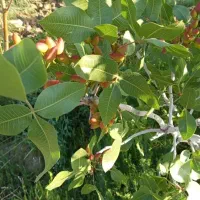 باغ پسته|فروش دفتر صنعتی، کشاورزی، تجاری|انزل, |دیوار