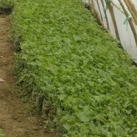 هندوانه وگوجه