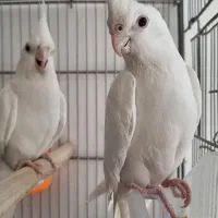 ۱۶ عدد عروس هلندی بالغ بصورت یکجا