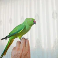 طوطی ملنگو ماده|پرنده|تربت‌حیدریه, اندیشه|دیوار