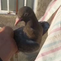 طوقی|پرنده|بستان آباد, |دیوار