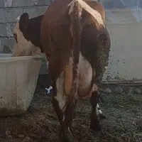 گاو سیمینتال درجه یک