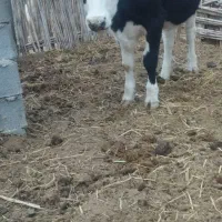 تلسه|حیوانات مزرعه|فراغی, |دیوار