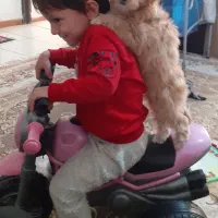 سگ پودل مینیمال