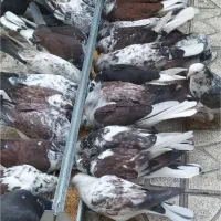 کفتر