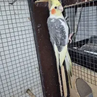 دو عدد عروس هلندی نر بالغ تظمینی و جوجه سرلاکی|پرنده|آزادشهر, |دیوار