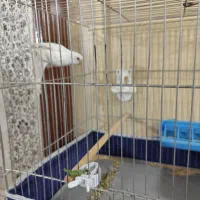 مرغ عشق|پرنده|نظرآباد, مسکن مهر نظرآباد|دیوار