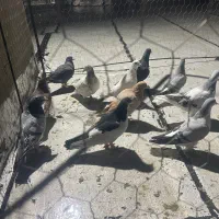 کبوترفروشی