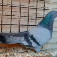 سبز نر پرشی دو خط کاشونی سو قدیم