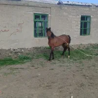 اسب نر|اسب و تجهیزات اسبسواری|اردبیل, |دیوار
