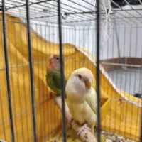 کوتوله دستی و نیمه دستی|پرنده|نجفآباد, یزدانشهر|دیوار