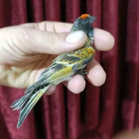 گلبسر نر زعفرانی|پرنده|مشهد, انصار|دیوار