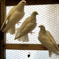 معاوضه یک جفت کبوتر