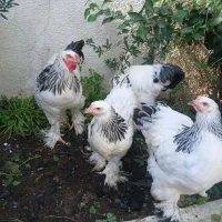 فروش چند جفت برهما لایت در بندرانزلی|حیوانات مزرعه|رشت, سعدی (تختی)|دیوار