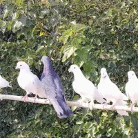 کفتر با اصالت|پرنده|کرج, عظیمیه|دیوار