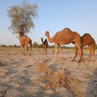 حیوانات