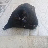 مشک ابی|خوردنی و آشامیدنی|لردگان, |دیوار