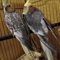 پرنده|پرنده|محمدشهر, محمدشهر|دیوار