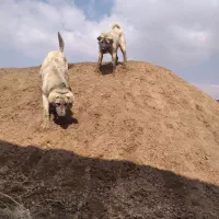 سگ عراقی|سگ|مراغه, |دیوار