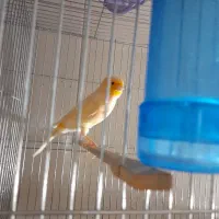 قناری ماده|پرنده|تهران, میرداماد|دیوار