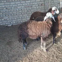 بره جنس|حیوانات مزرعه|گمیشان, |دیوار