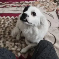 سگم تو بهبهان گم شده