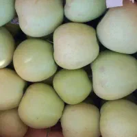 سیب قرمز وسفید درجه یک فروشی