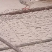 یک جفت سرور نر ماده